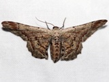 Omphalucha praeses